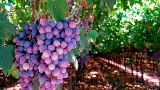 Hoe je thuis je eigen wijn kunt maken van druiven